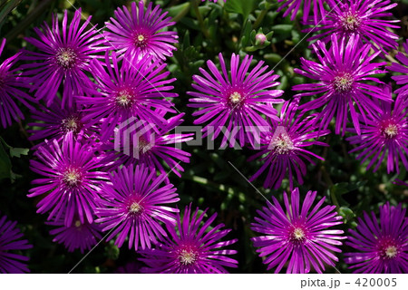 松葉菊 松葉菊 420005