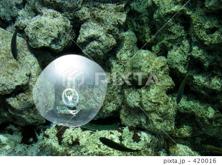 照明と魚影 420016