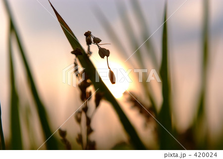 食料自給率低下 食料自給率低下 420024
