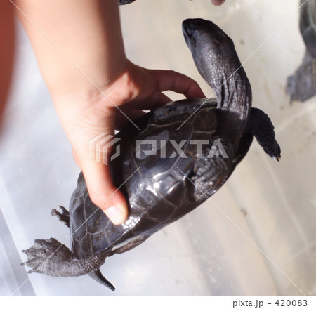 クサガメ クサガメ 420083