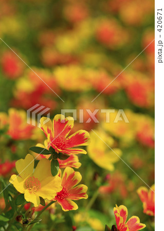 オレンジと黄色の松葉牡丹 420671