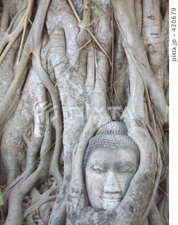 埋もれる仏像 420679