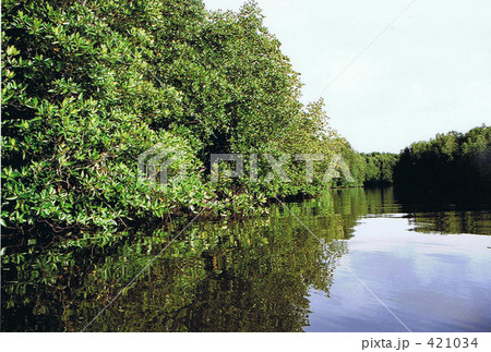 マングローブ 421034