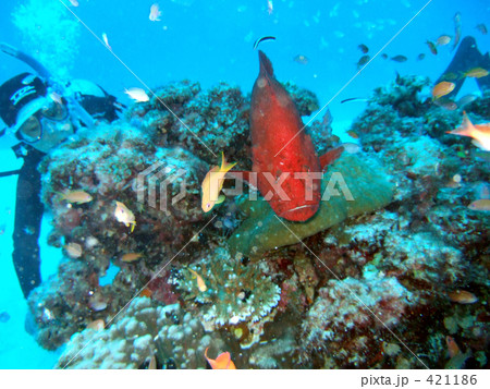 巨大な赤い魚 421186