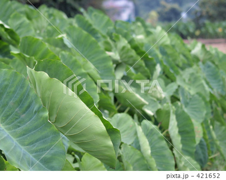 芋の葉 421652