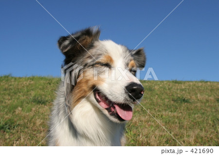 笑顔の犬 笑顔の犬 421690