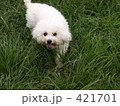 ガムのはしゃぎ 421701