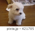 ガムです。 421705