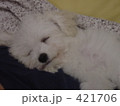 ガムのお昼寝2 421706