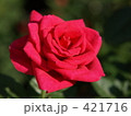 真っ赤なバラ 421716