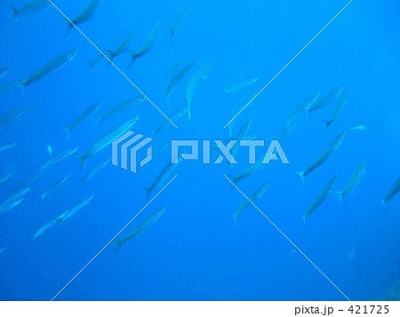 熱帯魚の群れ 熱帯魚の群れ 421725
