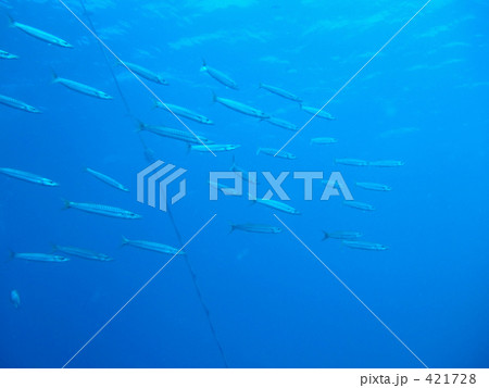 熱帯魚の群れ 421728