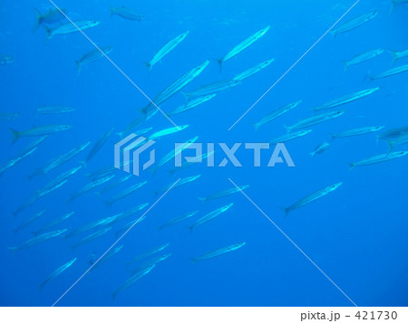 熱帯魚の群れ 421730