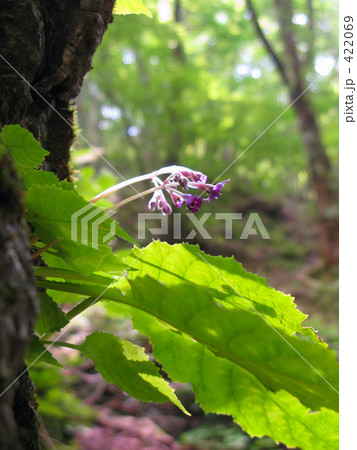 水辺に咲くイワタバコの花 422069
