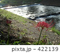 彼岸花 422139