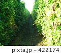 ながいも畑 422174