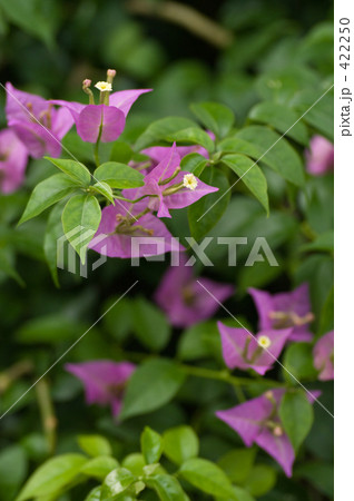 ブーゲンビリア 422250