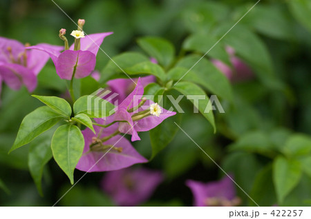 ブーゲンビリア 422257