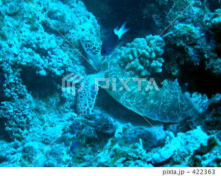 ウミガメ 422363