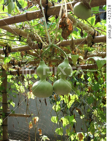 瓢箪 ヒョウタン 瓢箪 ヒョウタン 422528