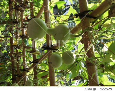 瓢箪　ひょうたん　 422529