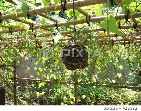 花篭 瓢箪 棚　日陰 422532