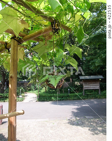 花篭  日陰 棚 422535