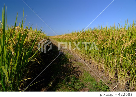 あぜみち 422683