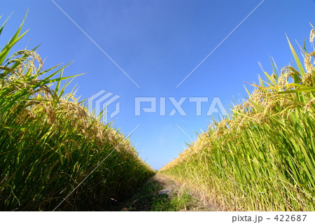 あぜみち あぜみち 422687