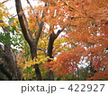 紅葉：寒霞渓・小豆島 422927