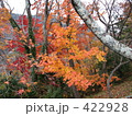 紅葉：寒霞渓・小豆島 422928