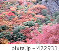 紅葉：寒霞渓・小豆島 422931