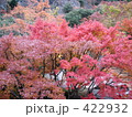 紅葉：寒霞渓・小豆島 422932