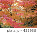 紅葉と林 422938