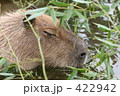 眠るカピバラ 422942