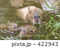 カピバラの親子 422943