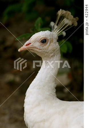 白い孔雀 白い孔雀 422944