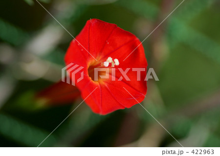 羽衣るこう草の写真素材