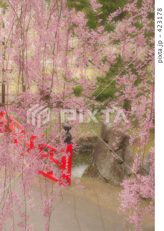 桜と赤い橋 423178