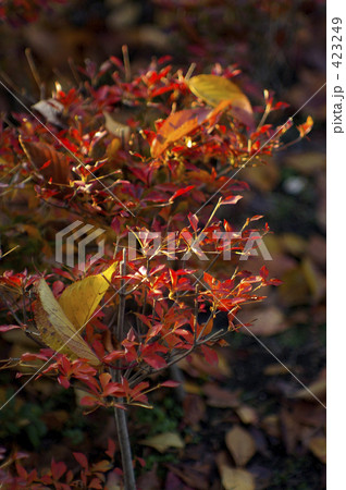 落葉-1 落葉-1 423249