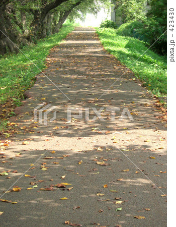散歩道 423430