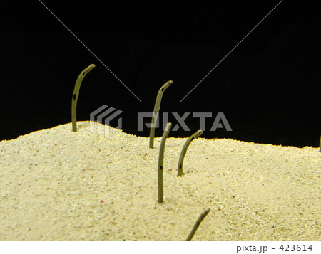 チンアナゴ 423614