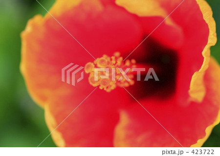 イラストのようなハイビスカス 423722