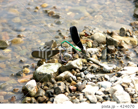 ハート昆虫 424070