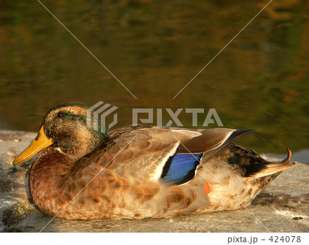 鴨 鴨 424078