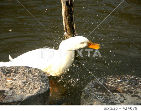 アヒル アヒル 424079