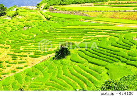 棚田 棚田 424100