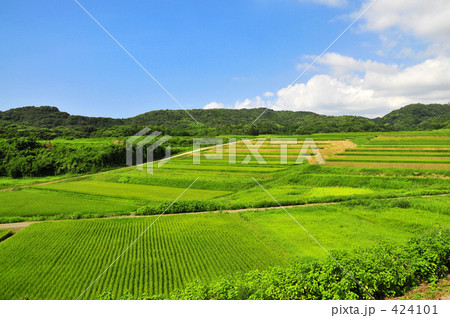 棚田 424101