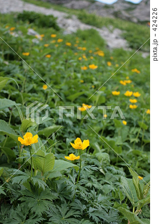 シナノキンバイのお花畑 424226