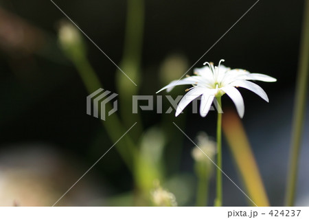 白く輝く高山の花 白く輝く高山の花 424237